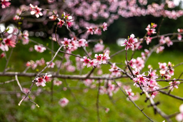 beautiful pink flowers in the garden - Fotoğraf, Görsel