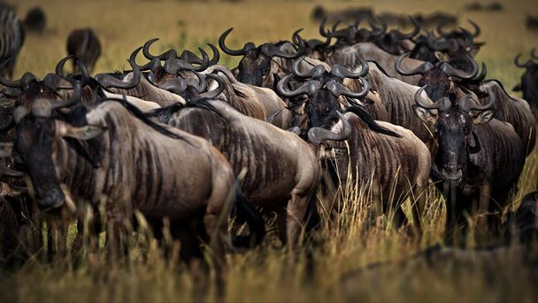 a herd of wild animals in the savannah of kenya - Photo, image