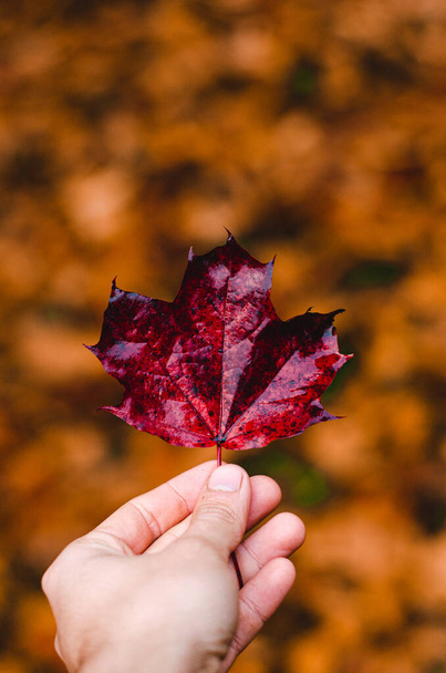 hand holding a red maple leaf in autumn - Valokuva, kuva