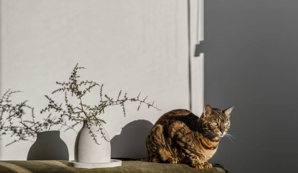 Branches of natural cotton in a white concrete vase and bengal cat next to it. Sunshine, hard shadow from shades. Floral, interior, nature concept.  - Photo, Image