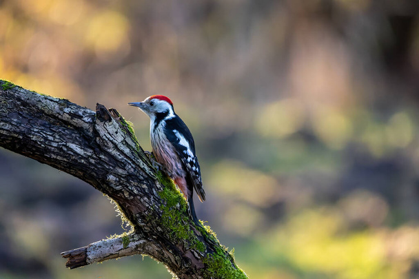 A middle-spotted woodpecker in a little forest at the Mnchbruch pond looking for food on a branch of a tree at a sunny day in winter. Beautiful blurred bokeh caused by the sun shining through trees. - Фото, зображення