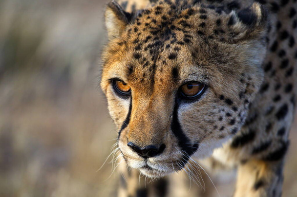 cheetah in wild african savanna - Фото, зображення