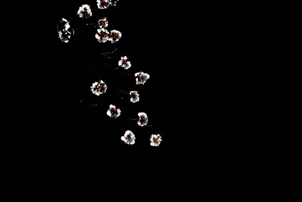 a lot of white and black flowers on a dark background - Foto, Bild