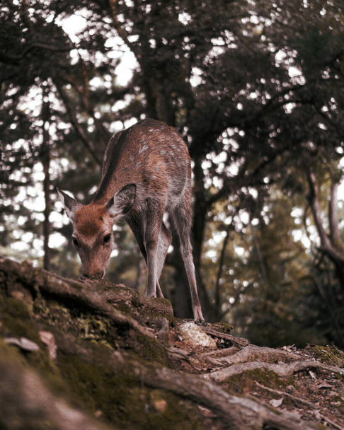 a closeup shot of a young deer in a forest - Φωτογραφία, εικόνα