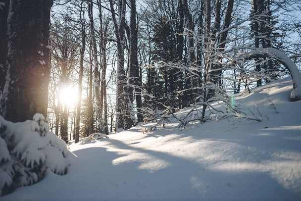 snow covered trees in the mountains. - Valokuva, kuva