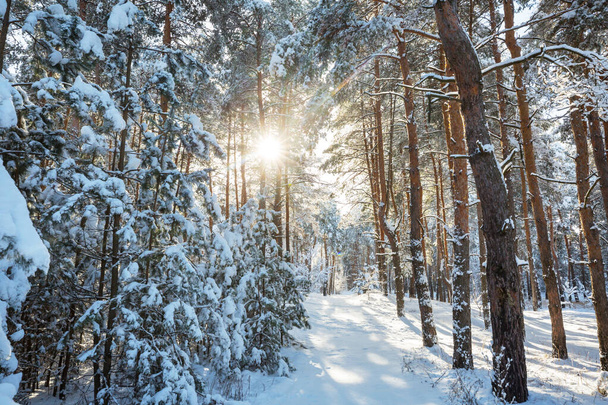 Scenic besneeuwde bos in de winter seizoen. Goed voor kerst achtergrond. - Foto, afbeelding