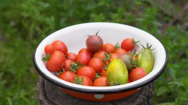 Πιάτο γεμάτο ώριμα βιολογικά πολύχρωμα ντοματίνια. Ένας αγρότης συλλέγει πράσινες, κόκκινες, καφέ ντομάτες. Φρέσκα λαχανικά προς πώληση στην τοπική αγροτική αγορά. Έννοια της παράδοσης βιολογικών λαχανικών - Πλάνα, βίντεο