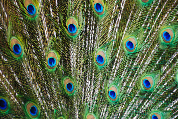beautiful peacock bird with feathers - Foto, Imagen