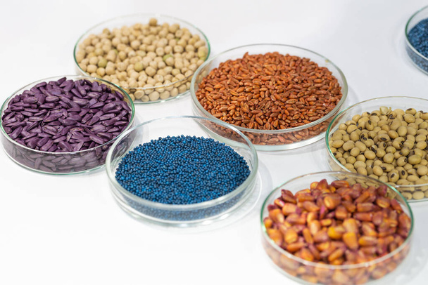 Laboratuvardaki petri kabında renkli böcek ilacı, ayçiçeği, buğday, bezelye, soya ve mısır tohumları. - Fotoğraf, Görsel