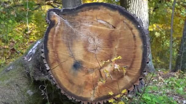 log of pine tree in autumn forest. Saw cur wood. Saw cut of a large pine tree.  - Filmagem, Vídeo