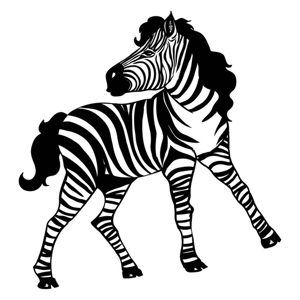 Güzel Zebra, beyaz arkaplanda izole edilmiş kameraya bakıyor. Dövme ve baskı için vektör çizimi. - Vektör, Görsel