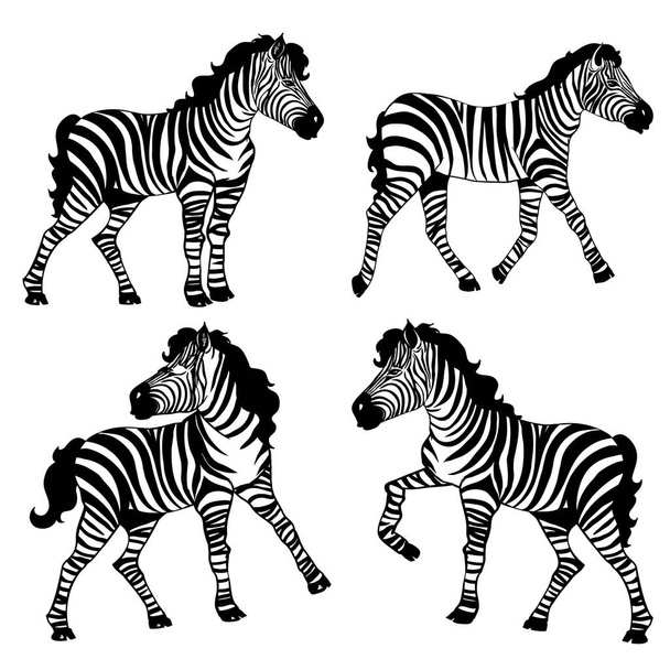 Closeup beautiful potrait Zebra looking at the camera isolated on white background, vector illustration for tattoo and printing - Vettoriali, immagini