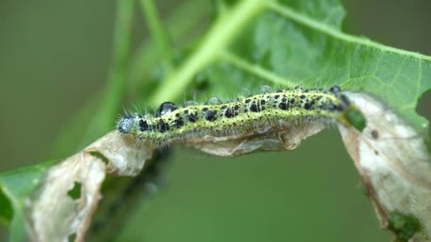 cabbage butterfly caterpillar eating green leaf plant. Pieris brassicae. macro - Footage, Video