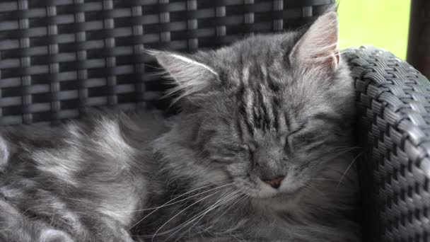 Maine Coon gray cat rests sleeping on a chair outside. Eyes closed. - 映像、動画