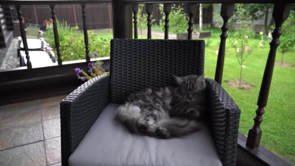 Η γκρι γάτα του Μέιν Ρουν κοιμάται σε μια καρέκλα έξω. Μάτια κλειστά. - Πλάνα, βίντεο