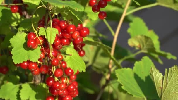 grosella roja Las bayas de grosella roja con hojas verdes de cerca. día de verano soleado - Metraje, vídeo