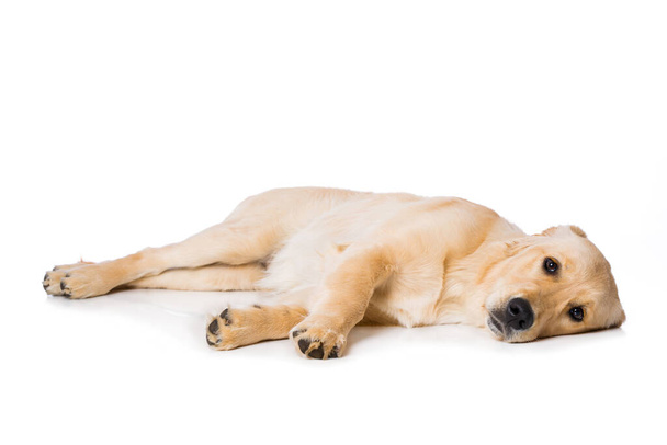 Kuusi kuukautta vanha kultainen noutaja koira makaa valkoisella taustalla  - Valokuva, kuva