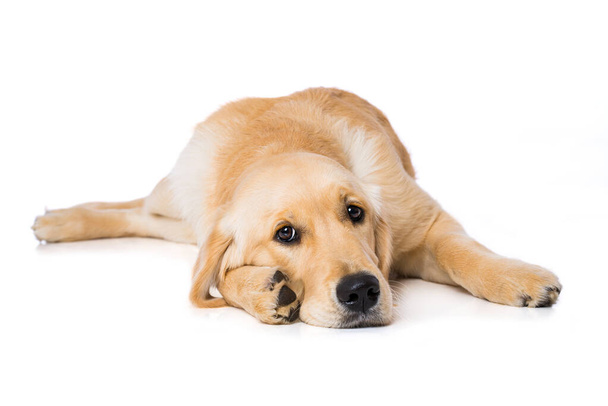 Sechs Monate alter Golden Retriever Hund liegt auf weißem Hintergrund - Foto, Bild