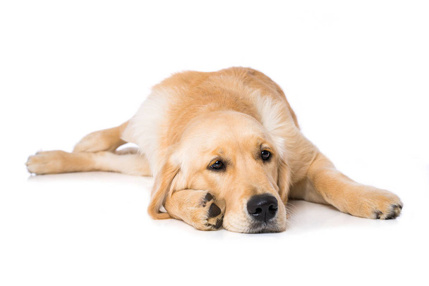 Zes maanden oud golden retriever hond liggend op witte achtergrond - Foto, afbeelding