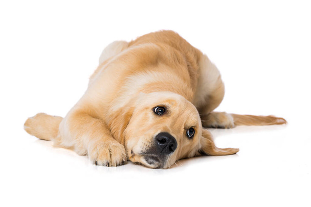 Шесть месяцев золотистый ретривер собака изолированы на белом фоне - Фото, изображение