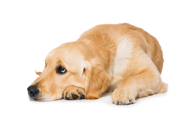 Шесть месяцев золотистый ретривер собака изолированы на белом фоне - Фото, изображение