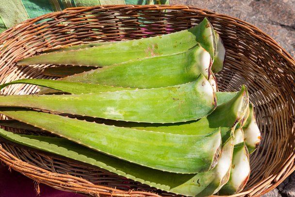 closeup of cut aloe vera leaves displayed in a wicker basket and put up for sale for use as a plant with healing properties and for making cosmetic, beauty and pharmaceutical products - Fotó, kép