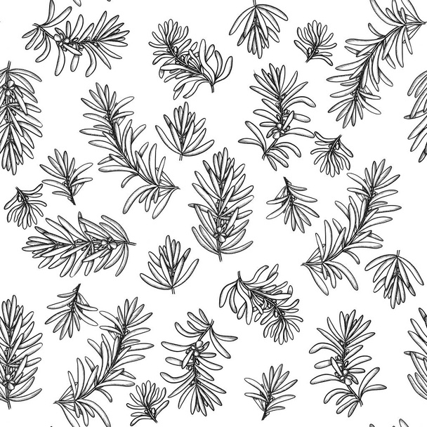 seamless pattern sketch textile rosemary branches - Foto, Imagem