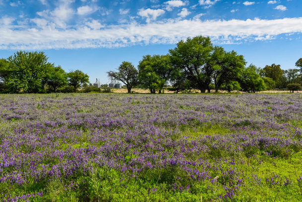 Flowered field in summer time landscape, La Pampa province, Patagonia, , Argentina. - 写真・画像