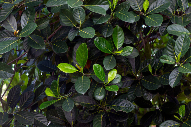 Natural color of jack fruit leaves for background - Foto, Bild