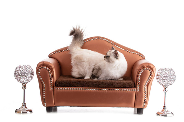 Portrait of sacred young cat of Burma in a brown sofa on white background - Photo, Image