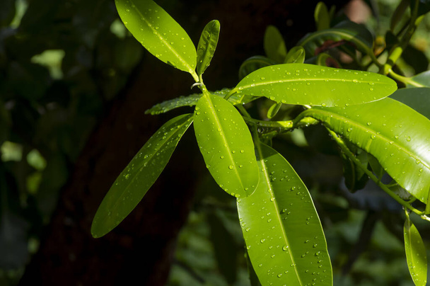 Nyamplung, mastwood (Calophyllum inophyllum) yeşil yapraklar doğal arkaplan için su sıçraması - Fotoğraf, Görsel