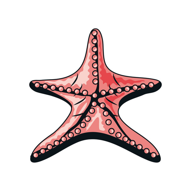 starfish sea life - Vektor, Bild