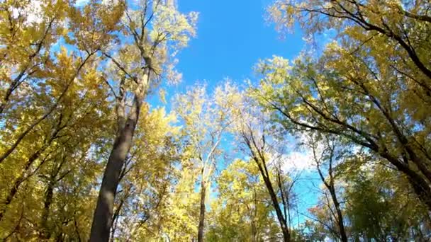 Vista del cielo, desde abajo mirando hacia arriba, revelando el cielo azul, girando, con nubes blancas y árboles multicolores de otoño - Imágenes, Vídeo
