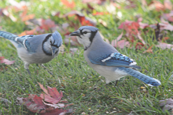 Shaded autumn capture of a pair of North American blue jays, standing close together in a patch of green grass. - 写真・画像