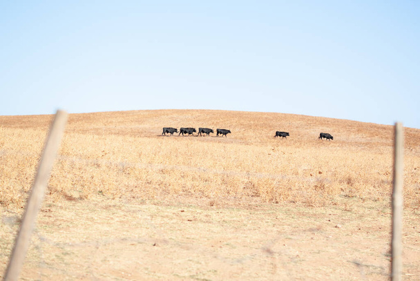 Bulls queued in a field - Фото, изображение