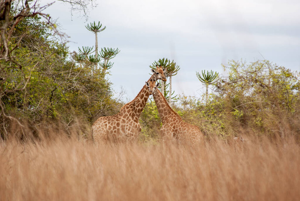Two giraffes in savanna with cactus at the background and high grass - Photo, Image