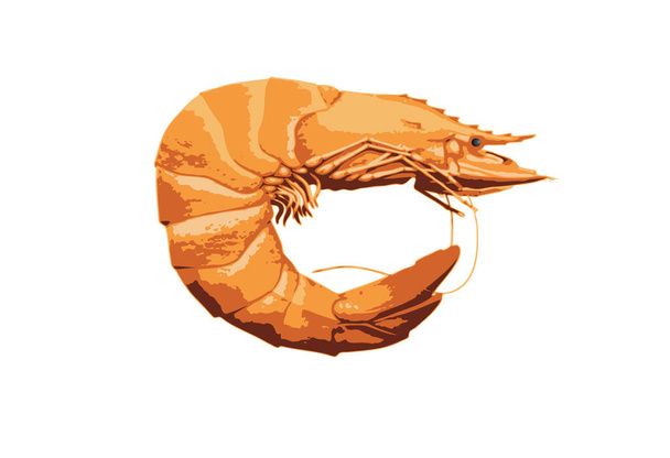 one vector prawn on a white background - Vettoriali, immagini