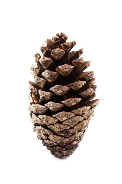 Pine cone - Photo, Image