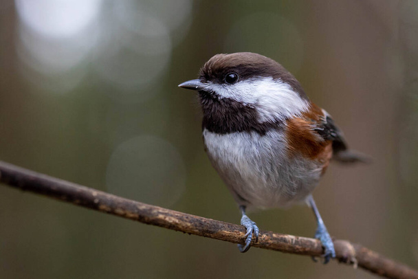 Chestnut Backed Chickadee (Poecile rufescens) perched in a tree close up. - Fotó, kép