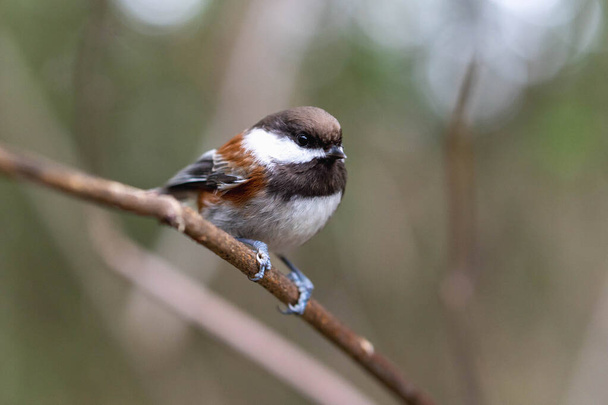 Chestnut Backed Chickadee (Poecile rufescens) perched in a tree close up. - Фото, изображение