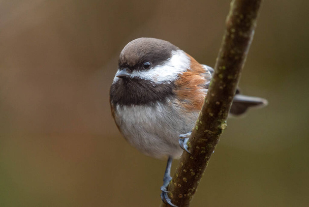 Chestnut Backed Chickadee (Poecile rufescens) perched in a tree close up. - Fotó, kép