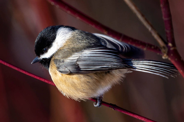 Black Capped Chickadee (Poecile atricapillus) perched on a branch close up. - Foto, Bild