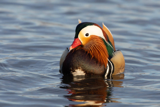 A close up of a mandarin duck (Aix galericulata) swimming in the water at sunset. - Фото, изображение