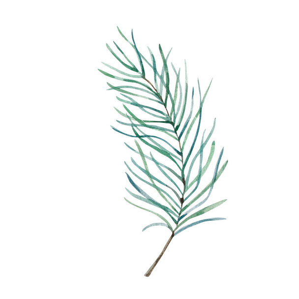 Акварель иллюстрация зимняя зеленая, сосна сине-зеленая ветвь изолированы на белой спинке - Фото, изображение