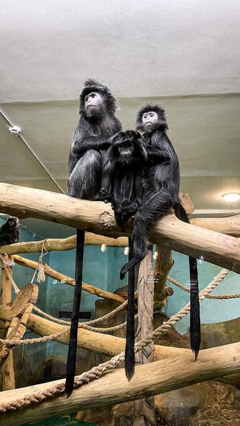 miniature monkeys behind glass in the zoo - 写真・画像