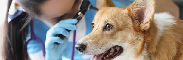 Γιατρός κτηνίατρος εξέταση αυτί του άρρωστου σκύλου με ωτοσκόπιο στην κλινική - Φωτογραφία, εικόνα