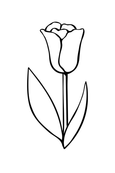Description de la fleur de tulipe isolée sur fond blanc. Élément de design dessiné à la main. Illustration simple de contour noir dans le style croquis Doodle. Symbole de printemps, amour, floraison. - Vecteur, image
