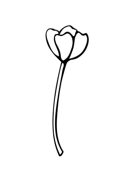 Konturierte Tulpenblüte am Stiel ohne Blätter. Handgezeichnete Einfache schwarze Umrisse Clip Art, Gestaltungselement im Stil einer Doodle-Skizze. Symbol des Frühlings, der Liebe, der Blüte - Vektor, Bild