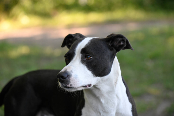 Een zwart-wit gekleurde hond staat in een weiland en kijkt gespannen naar de zijkant. - Foto, afbeelding