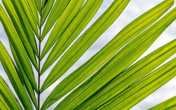 Primo piano delle foglie verdi in una foresta pluviale tropicale - Foto, immagini